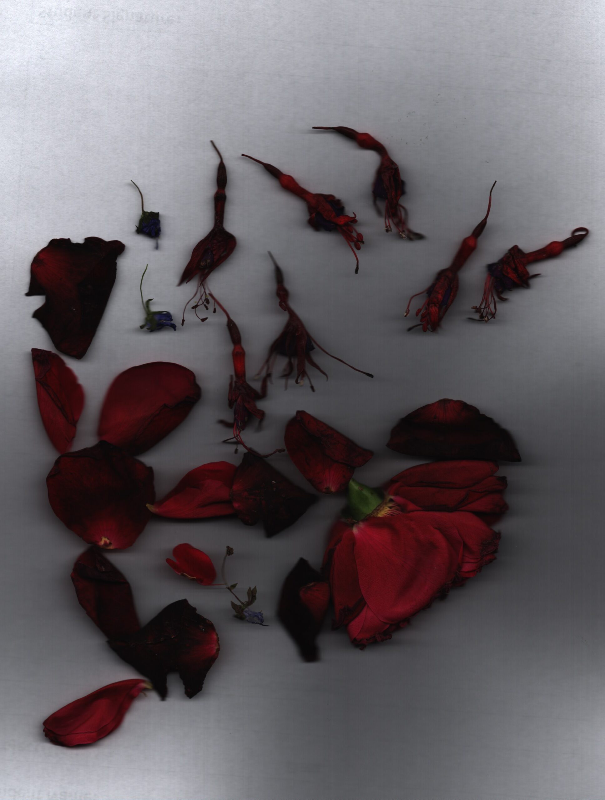 darkroom / scanner Claire